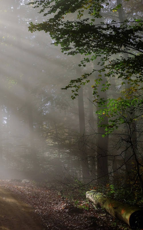 Forêt brouillard